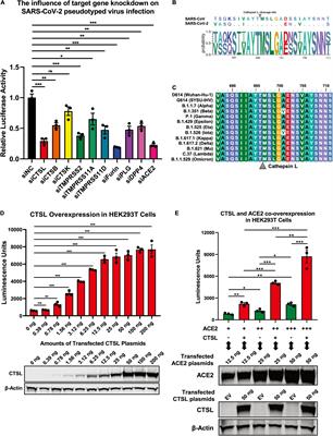 Glycopeptide Antibiotic Teicoplanin Inhibits Cell Entry of SARS-CoV-2 by Suppressing the Proteolytic Activity of Cathepsin L